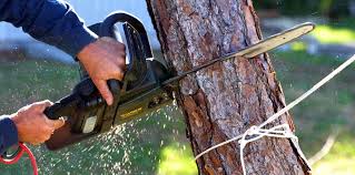 Best Tree Preservation Services  in Butner, NC