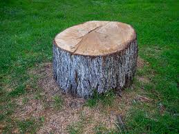 Best Tree and Shrub Care  in Butner, NC