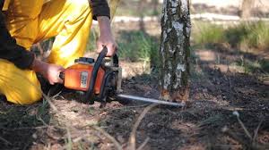 Best Lawn Pest Prevention  in Butner, NC