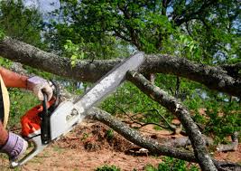 Professional Tree Care in Butner, NC