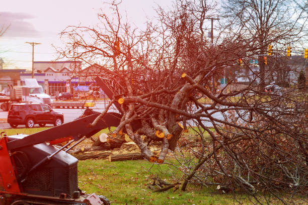 Best Stump Grinding and Removal  in Butner, NC
