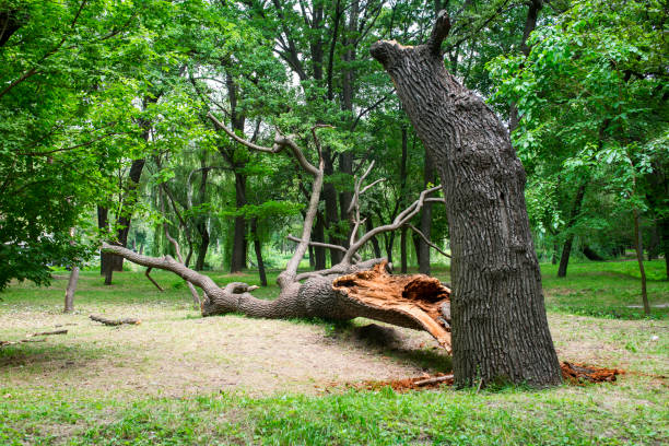 Best Tree Removal  in Butner, NC