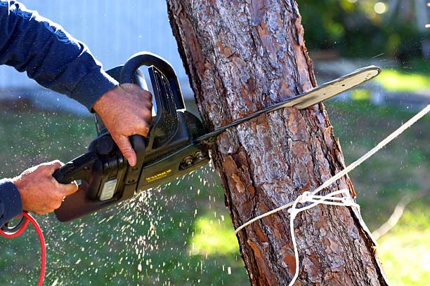 Best Palm Tree Trimming  in Butner, NC